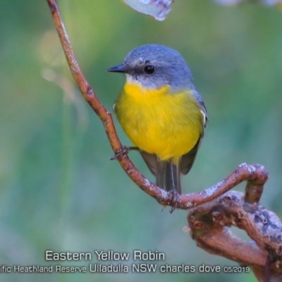 Eopsaltria australis (Eastern Yellow Robin) at South Pacific Heathland Reserve - 28 Apr 2019 by CharlesDove