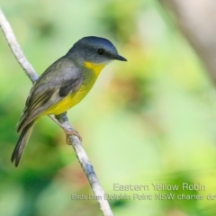 Eopsaltria australis (Eastern Yellow Robin) at Wairo Beach and Dolphin Point - 29 Apr 2019 by Charles Dove