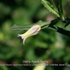 Billardiera mutabilis (Climbing Apple Berry, Apple Berry, Snot Berry, Apple Dumblings, Changeable Flowered Billardiera) at Ulladulla, NSW - 28 Apr 2019 by Charles Dove