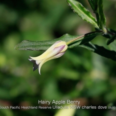 Billardiera mutabilis (Climbing Apple Berry, Apple Berry, Snot Berry, Apple Dumblings, Changeable Flowered Billardiera) at South Pacific Heathland Reserve - 28 Apr 2019 by Charles Dove