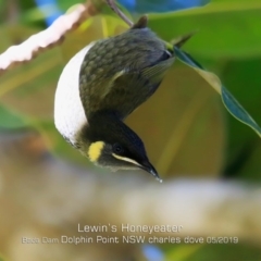 Meliphaga lewinii (Lewin's Honeyeater) at Burrill Lake, NSW - 29 Apr 2019 by Charles Dove