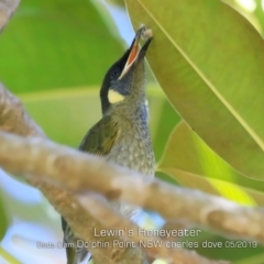 Meliphaga lewinii at Burrill Lake, NSW - 30 Apr 2019