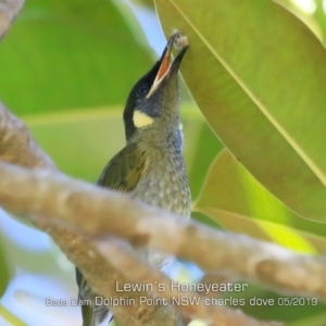 Meliphaga lewinii at Burrill Lake, NSW - 30 Apr 2019 12:00 AM