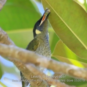 Meliphaga lewinii at Burrill Lake, NSW - 30 Apr 2019