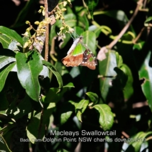 Graphium macleayanum at Burrill Lake, NSW - 30 Apr 2019