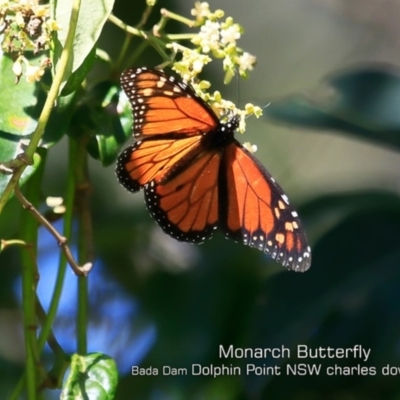 Danaus plexippus (Monarch) at Burrill Lake, NSW - 29 Apr 2019 by Charles Dove