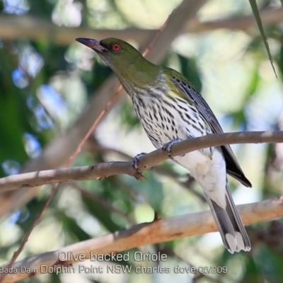 Oriolus sagittatus (Olive-backed Oriole) at Burrill Lake, NSW - 29 Apr 2019 by Charles Dove