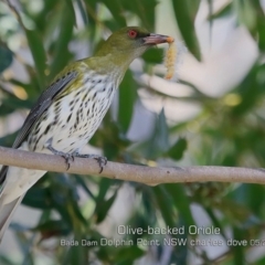 Oriolus sagittatus at Burrill Lake, NSW - 30 Apr 2019 12:00 AM