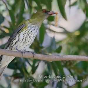 Oriolus sagittatus at Burrill Lake, NSW - 30 Apr 2019 12:00 AM