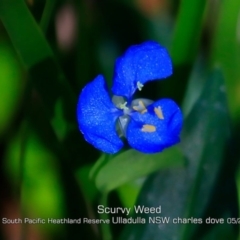 Commelina cyanea (Scurvy Weed) at Ulladulla, NSW - 30 Apr 2019 by CharlesDove