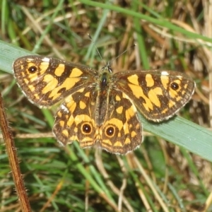 Oreixenica lathoniella at Cotter River, ACT - 16 Mar 2019