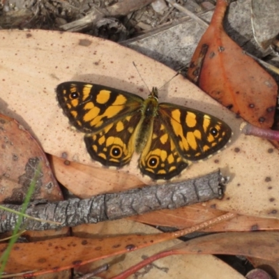 Oreixenica lathoniella (Silver Xenica) at Namadgi National Park - 15 Mar 2019 by RobParnell