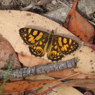 Oreixenica lathoniella (Silver Xenica) at Cotter River, ACT - 16 Mar 2019 by RobParnell