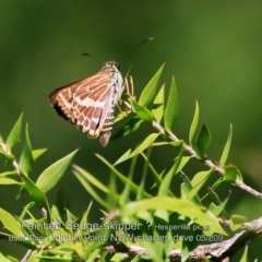 Hesperilla picta (Painted Skipper) at Burrill Lake, NSW - 29 Apr 2019 by CharlesDove