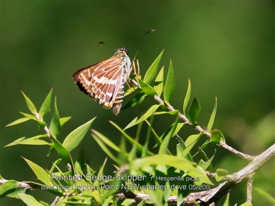 Hesperilla picta (Painted Skipper) at Burrill Lake, NSW - 30 Apr 2019 by CharlesDove