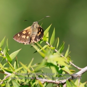 Hesperilla picta at Burrill Lake, NSW - 30 Apr 2019 12:00 AM