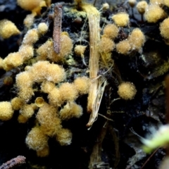 Hemitrichia calyculata at Box Cutting Rainforest Walk - 30 Apr 2019 by Teresa