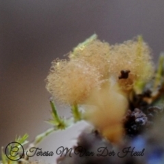 Hemitrichia calyculata at Box Cutting Rainforest Walk - 30 Apr 2019