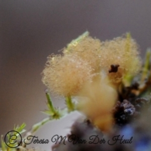 Hemitrichia calyculata at Box Cutting Rainforest Walk - 30 Apr 2019