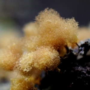 Hemitrichia calyculata at Box Cutting Rainforest Walk - 30 Apr 2019 12:00 AM