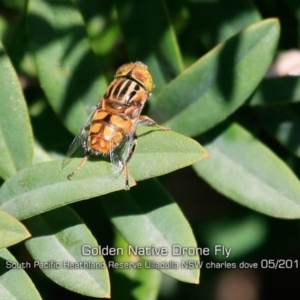 Eristalinus punctulatus at Ulladulla, NSW - 29 Apr 2019