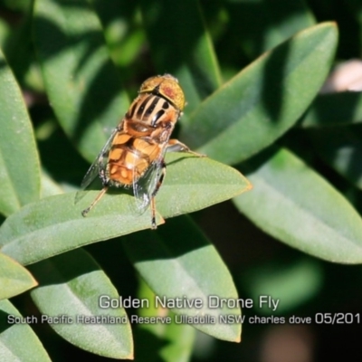 Eristalinus punctulatus (Golden Native Drone Fly) at Ulladulla, NSW - 28 Apr 2019 by Charles Dove