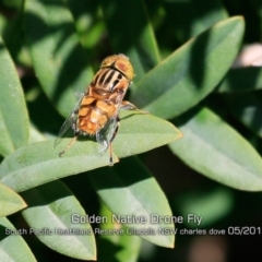 Eristalinus punctulatus (Golden Native Drone Fly) at South Pacific Heathland Reserve - 28 Apr 2019 by Charles Dove