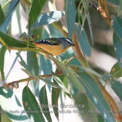Pardalotus punctatus (Spotted Pardalote) at South Pacific Heathland Reserve - 28 Apr 2019 by Charles Dove