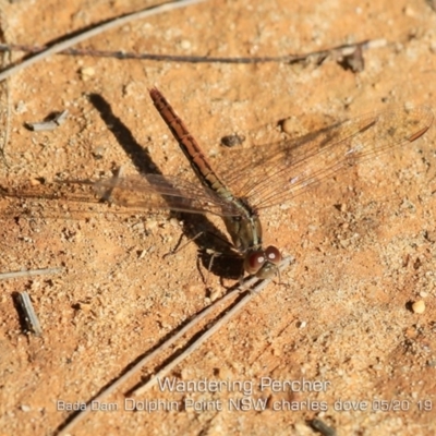 Diplacodes bipunctata (Wandering Percher) at Wairo Beach and Dolphin Point - 29 Apr 2019 by Charles Dove