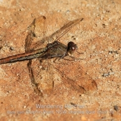 Diplacodes bipunctata at Burrill Lake, NSW - 30 Apr 2019 12:00 AM