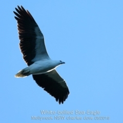 Haliaeetus leucogaster (White-bellied Sea-Eagle) at Mollymook, NSW - 1 May 2019 by CharlesDove