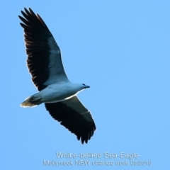 Haliaeetus leucogaster (White-bellied Sea-Eagle) at Mollymook, NSW - 30 Apr 2019 by Charles Dove