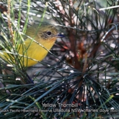 Acanthiza nana (Yellow Thornbill) at South Pacific Heathland Reserve - 29 Apr 2019 by CharlesDove