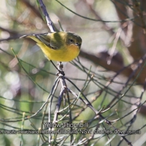 Acanthiza nana at Ulladulla, NSW - 29 Apr 2019