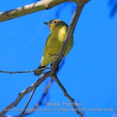 Acanthiza nana at Ulladulla, NSW - 29 Apr 2019