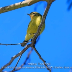 Acanthiza nana at Ulladulla, NSW - 29 Apr 2019 12:00 AM