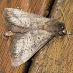 Oxycanus silvanus (Pale Oxycanus) at Michelago, NSW - 2 May 2019 by Illilanga