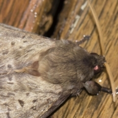 Oxycanus silvanus at Michelago, NSW - 2 May 2019 08:25 PM