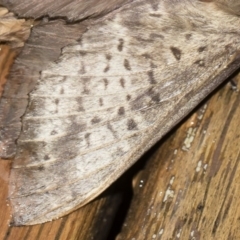 Oxycanus silvanus at Michelago, NSW - 2 May 2019 08:25 PM