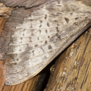 Oxycanus silvanus at Michelago, NSW - 2 May 2019