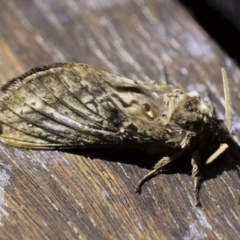 Oxycanus antipoda (Late Oxycanus) at Illilanga & Baroona - 2 May 2019 by Illilanga