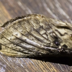 Oxycanus antipoda at Michelago, NSW - 2 May 2019 08:27 PM