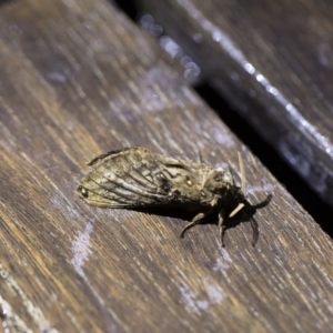 Oxycanus antipoda at Michelago, NSW - 2 May 2019 08:27 PM