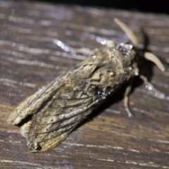 Oxycanus antipoda at Michelago, NSW - 2 May 2019 08:27 PM