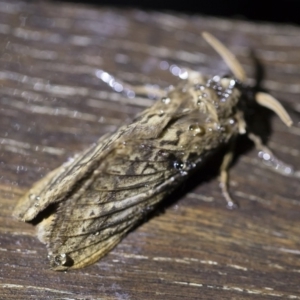 Oxycanus antipoda at Michelago, NSW - 2 May 2019