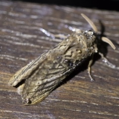 Oxycanus antipoda at Michelago, NSW - 2 May 2019 08:27 PM