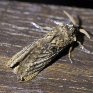 Oxycanus antipoda at Michelago, NSW - 2 May 2019 08:27 PM