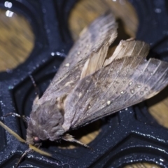 Oxycanus silvanus at Michelago, NSW - 2 May 2019 08:27 PM