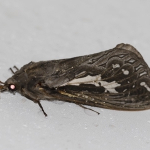 Abantiades atripalpis at Michelago, NSW - 2 May 2019 08:19 PM