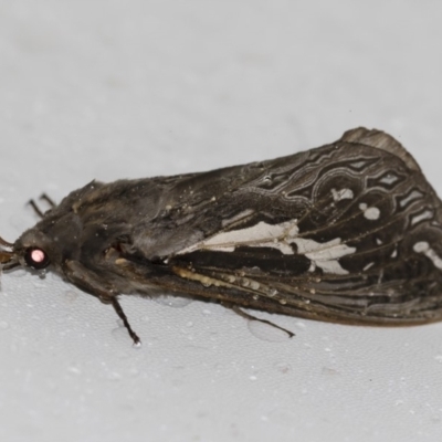 Abantiades atripalpis (Bardee grub/moth, Rain Moth) at Illilanga & Baroona - 2 May 2019 by Illilanga